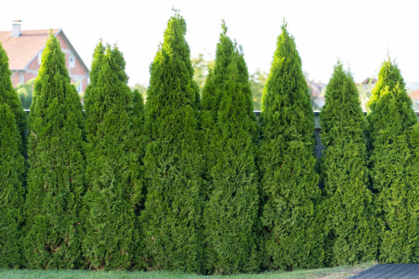 Green hedge of thuja trees Green hedge of thuja trees thuja occidentalis stock pictures, royalty-free photos & images