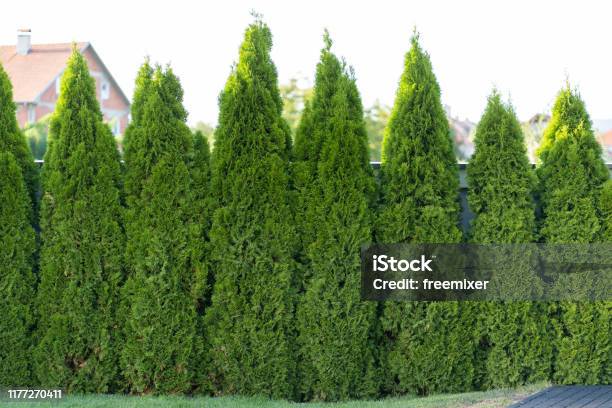Green Hedge Of Thuja Trees Stock Photo - Download Image Now - American Arborvitae, Green Color, Large