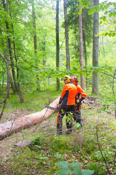 Two lumberjacks cutting sick trees out from an old forest