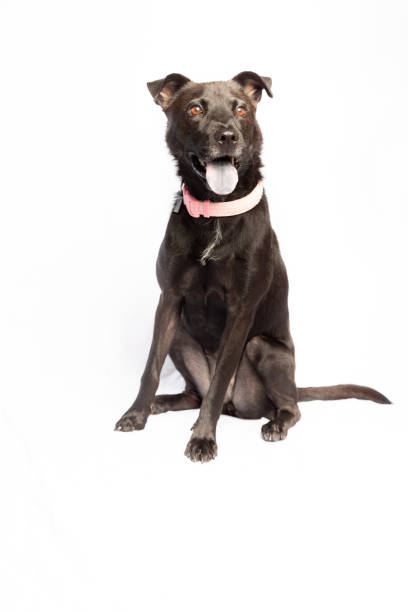 istock Black dog blue tongue 1177271834