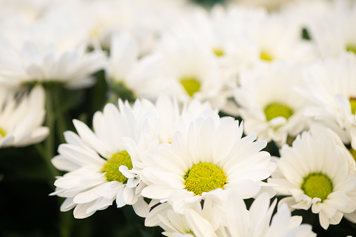 Close up of White Asters