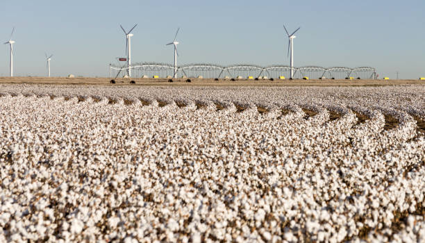 texas cotton filed textile agriculture green energy wind turbines - cotton photography cloud plantation fotografías e imágenes de stock