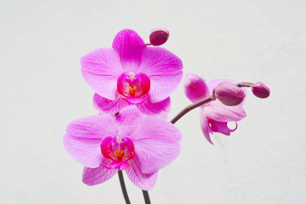 Beautiful Phalaenopsis Orchid The beautiful Phalaenopsis orchids photographed in my house, Joinville, Santa Catarina, Brazil on 09/21/2019.
There is a species of Dendrobium that by the format of its flowers that remember much the flowers of a Phalaenopsis, received the name of Dendrobium phalaenopsis. This Dendrobium crossed with other Dendrobiuns next to him, produced hybrids that maintained the resemblance with Phalaenopsis, and happened to be called Denphal or Denphale. Curiously, there are now called Denphal hybrids that do not have Dendrobium phalaenopsis, but only other species close to it, such as Dendrobium bigibbum, Dendrobium undulatum, Dendrobium stratiotes, Dendrobium tokai, among others. Things of orchidophiles.
 In most of the world, the Denphal are known only as Dendrobium. As in Brazil the Dendrobium hybrids of the Dendrobium nobile group are very widespread and cultivated, it was up to them to "adopt" the name of the genus, remaining to the other group less diffused among us, that of the Dendrobium phalaenopsis receive the name Denphal, name This "invented" one does not know by whom. screen saver photos stock pictures, royalty-free photos & images