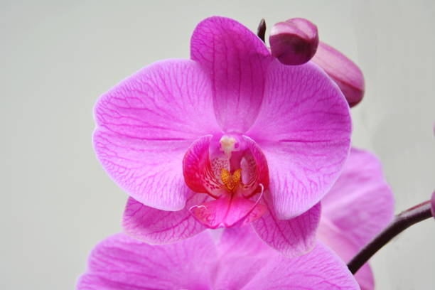 istock Beautiful Phalaenopsis Orchid 1177272924