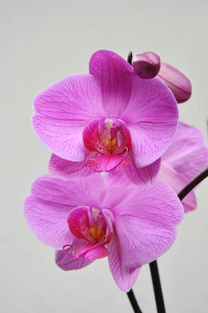 istock Beautiful Phalaenopsis Orchid 1177272937