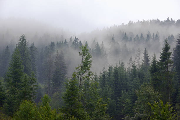 istock Romania foggy forest on summer mountain 1177273377