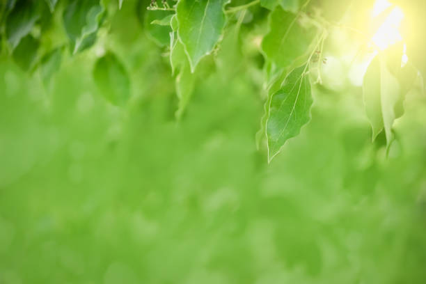istock Close up of nature view green leaf on blurred greenery background under sunlight with bokeh and copy space using as background natural plants landscape, ecology wallpaper concept. 1177274010
