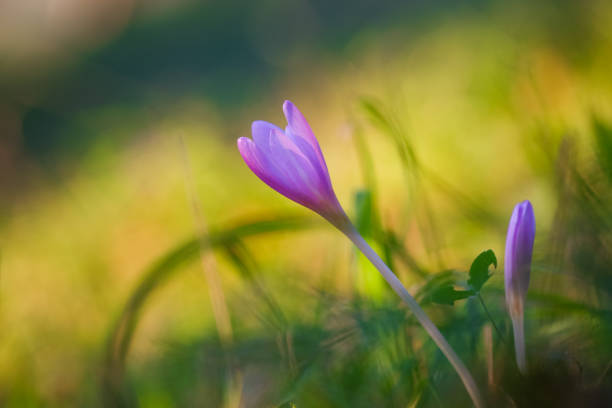 istock Autumn crocus purple flower background 1177274136