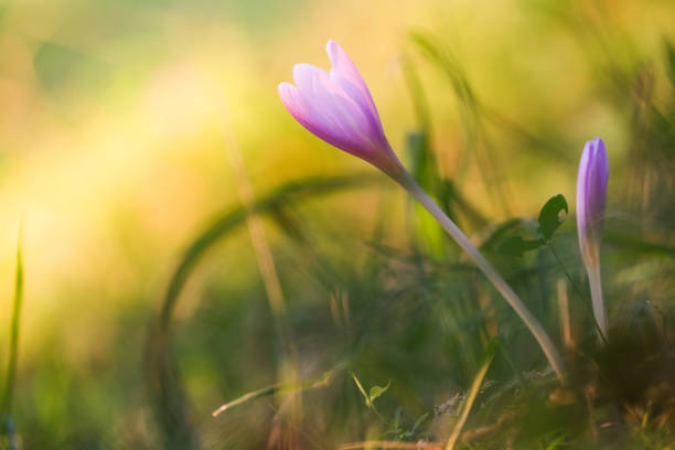 istock Autumn crocus purple flower background 1177274147