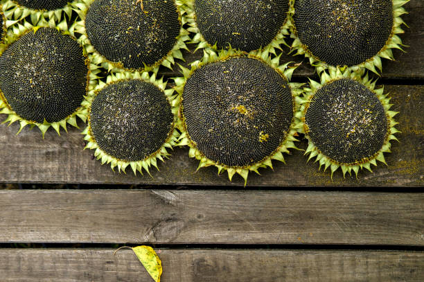 Autumn background with sunflowers on wooden board