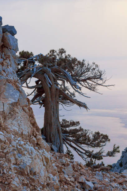 istock Pink sunset in the mountains, dry tree on a mountainside 1177274655