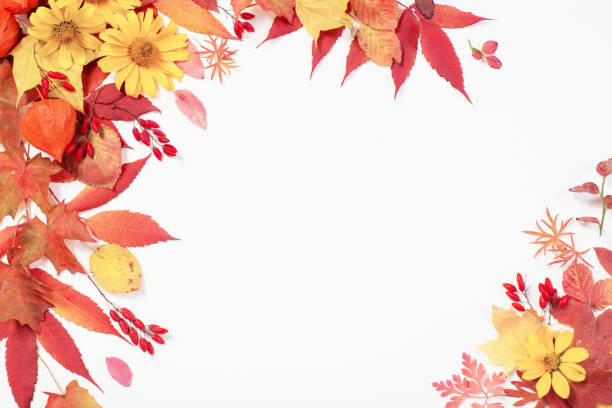 istock autumn leaves and flowers on white background 1177275727