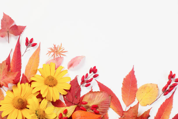 istock autumn leaves and flowers on white background 1177275737