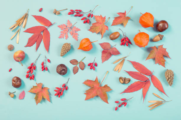 istock autumn leaves on blue paper background 1177275743