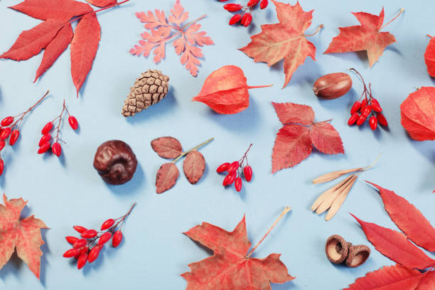 istock autumn leaves on blue paper background 1177275754
