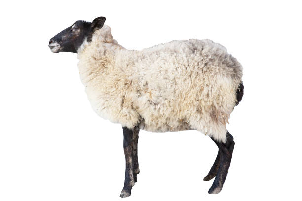 istock sheep on a white background, a beautiful bright sheep, a farm 1177276129