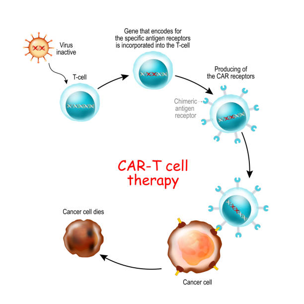 CAR T-cell therapy CAR T-cell therapy is a immunotherapy that uses genetically engineered T cells to intensify the immune systems response to cancer. T-cells with Chimeric antigen receptor recognize and kill the cancer cells in the body. killercell stock illustrations