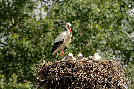White stork at nest (Ciconia ciconia)