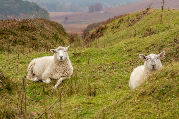 istock Two Sheep Lying Down in the Wicklow Mountains 1177278195