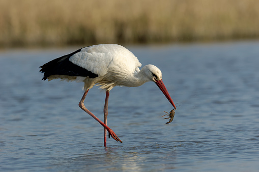 White stork eating crayfish