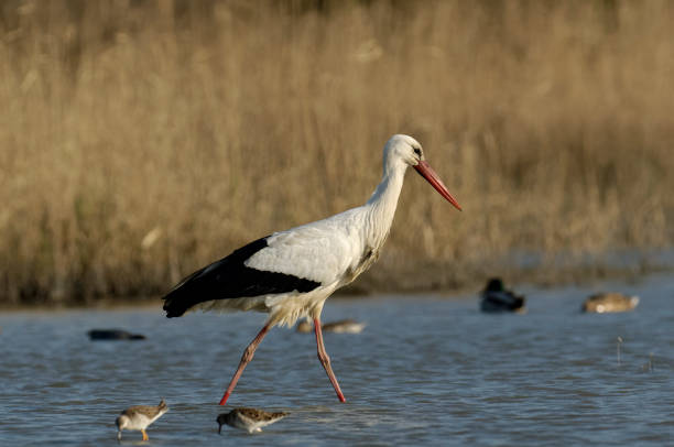 White stork in the swamp (Ciconia ciconia)