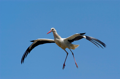 White stork flying (Ciconia ciconia)