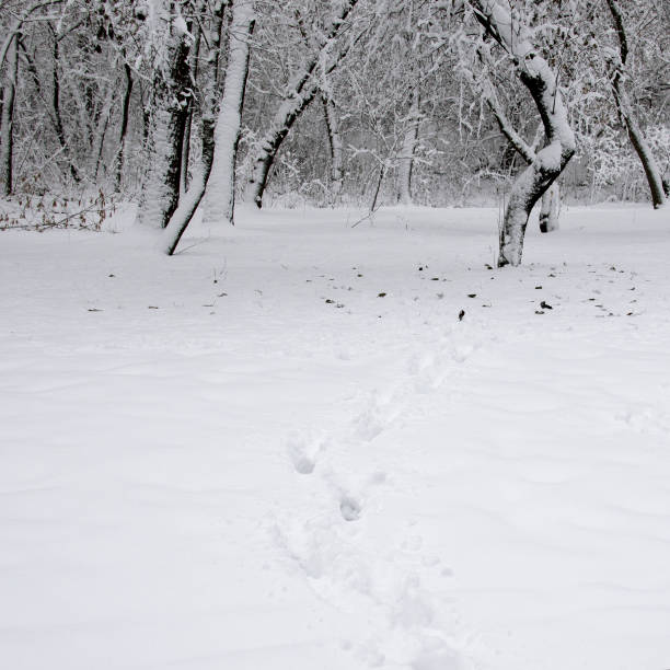 Snowy path in a winter park. A snow-covered walking path between trees. Romantic sun spots on the ground.