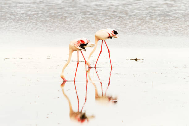 Delta del Ebro Natural Park