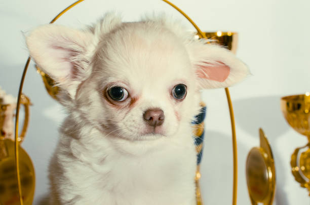 crema scontenta chihuahua cucciolo tra tazze e premi - dog chihuahua pampered pets pets foto e immagini stock