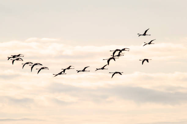 istock Delta del Ebro Natural Park 1177279575