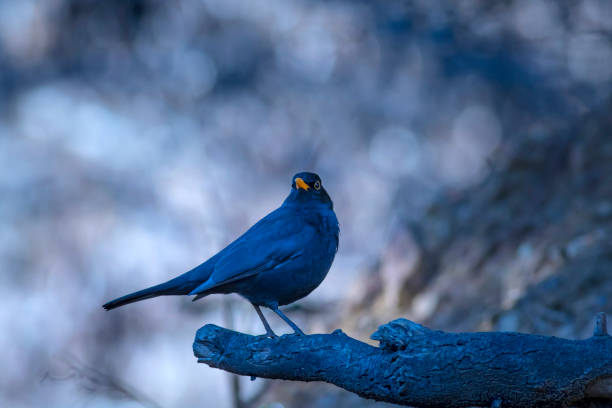 Silhouette of a bird in a tree top under pale sky