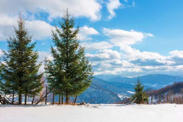 istock two three fir trees on the snowy meadow in wintertime 1177280552
