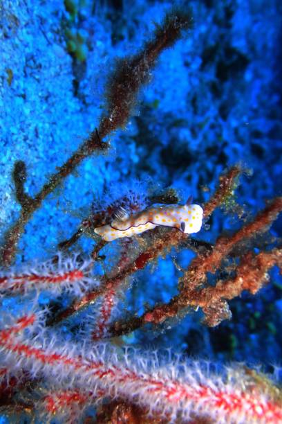 istock Nudibranch in the deep blue sea 1177280681