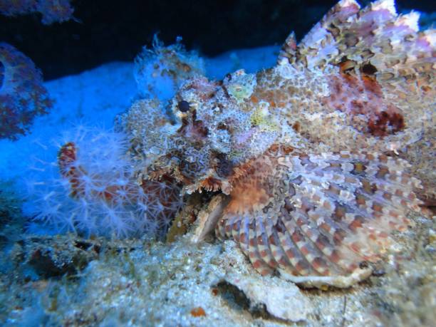 istock Nudibranch in the deep blue sea 1177280693