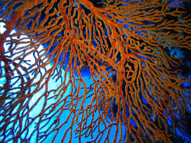 istock The  coral reef and the deep blue sea 1177280779