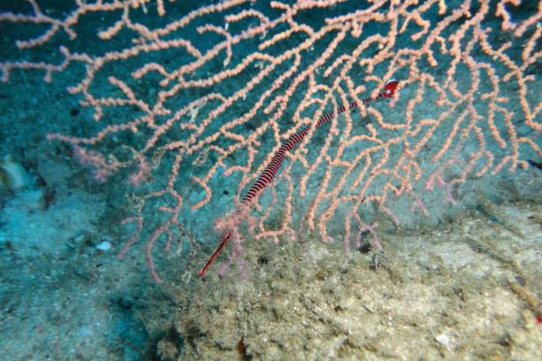 istock The  coral reef and the deep blue sea 1177280820