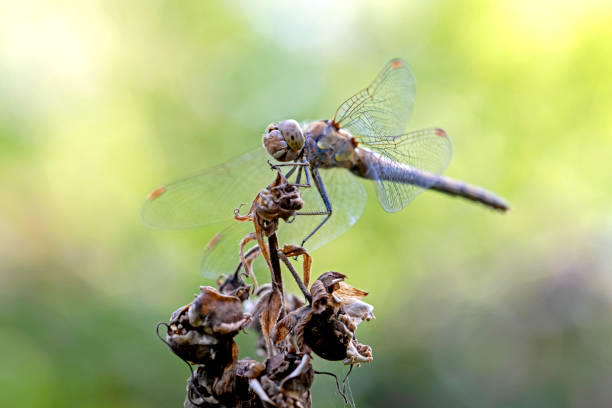 istock close up of dragonfly on flower 1177281141
