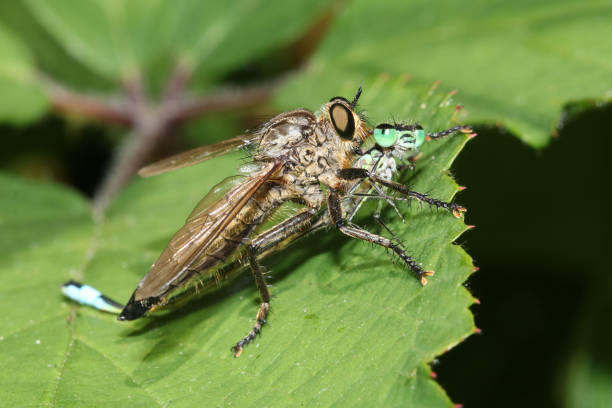 istock close up of robberfly killing a damselfly 1177281194
