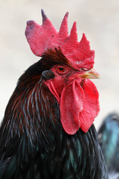 istock Close up of Rooster on blurred background 1177281246