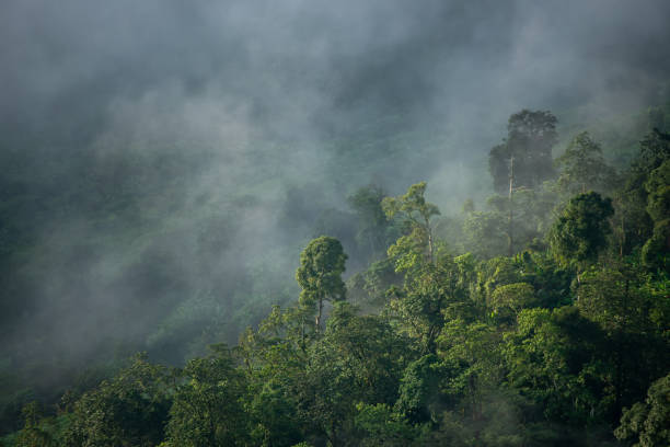 istock Misty clouds cover mountains in Thailand. 1177282282
