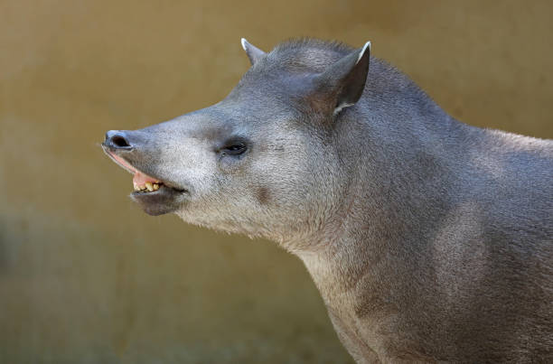 istock South American tapir in the nature 1177282399