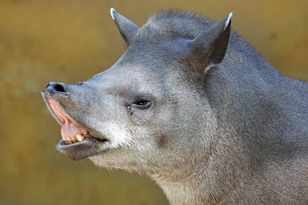 istock South American tapir in the nature 1177282408