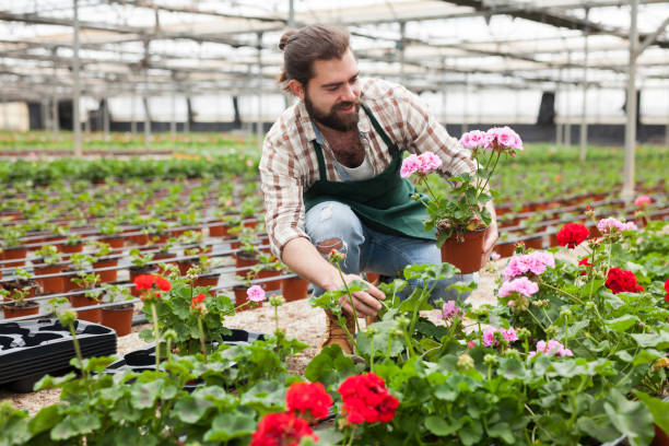 istock Worker taking care of cranesbill flowers 1177282550