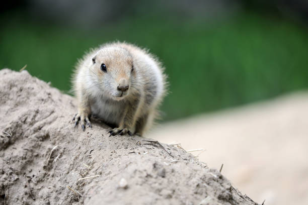 baby of Prairie Dog