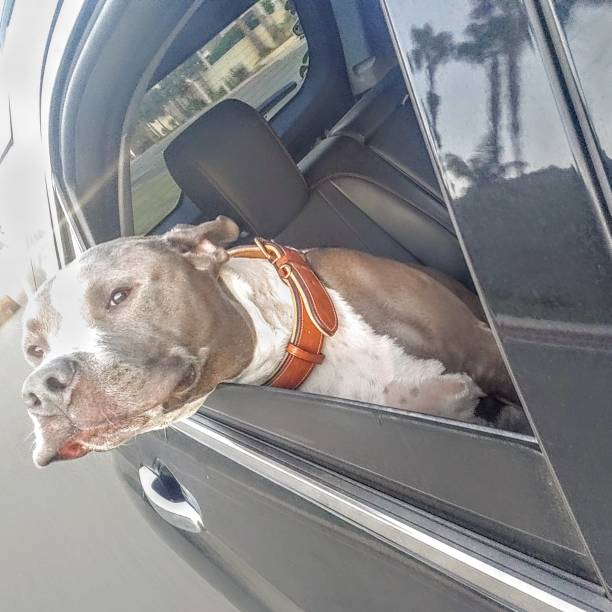 istock California Car Ride. 1177283497