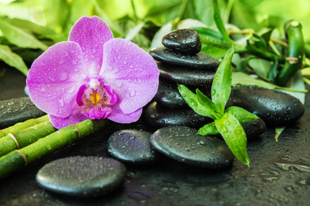 Spa concept with zen stones, orchid flower and bamboo Spa concept with black basalt massage stones, pink orchid flower and lush green foliage of  bamboo covered with water drops on a black background nature russia environmental conservation mineral stock pictures, royalty-free photos & images