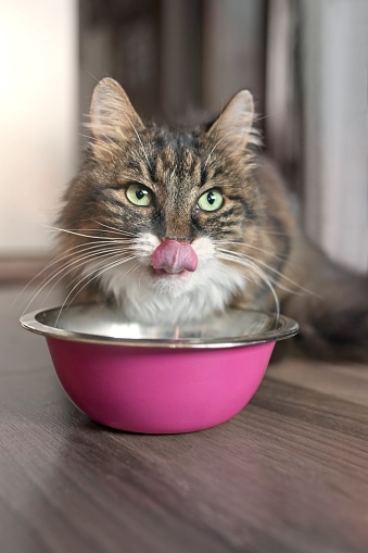 Funny tabby tat sitting next to a food bowl, placed on the floor and sticking out tongue.