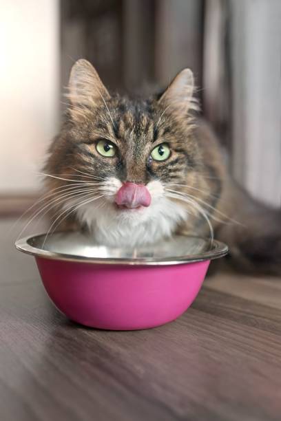 Funny tabby tat sitting next to a food bowl, placed on the floor and sticking out tongue. Funny tabby tat sitting next to a food bowl, placed on the floor and sticking out tongue. cat sticking out tongue stock pictures, royalty-free photos & images