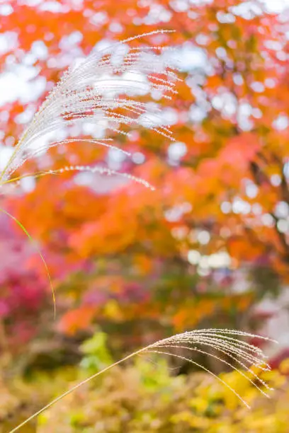 Maiden silvergrass flowering plant with autumn colors bokeh background.