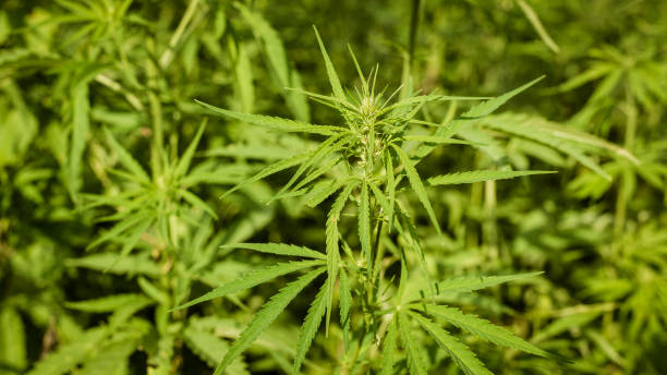 istock Lush fields of industrial hemp in summer 1177284074